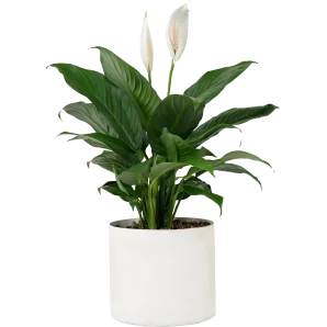 peace-lily-m